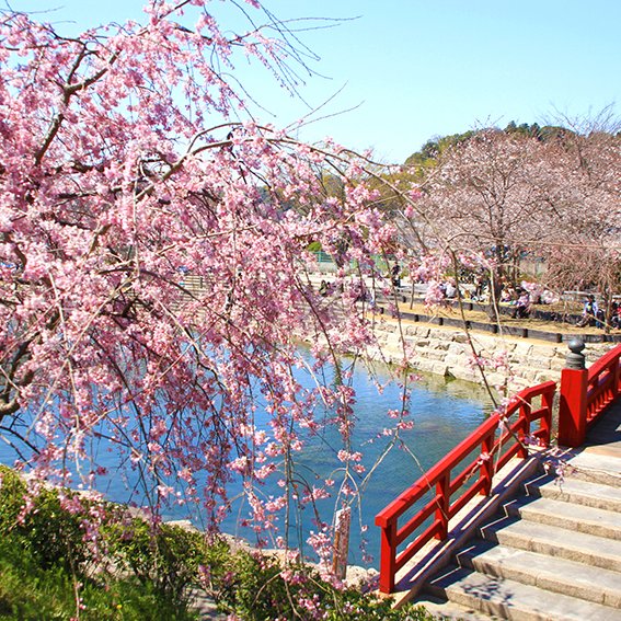 岩脇公園の桜