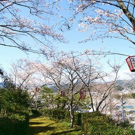 妙見山の桜（海陽）