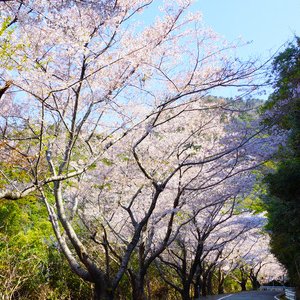 阿部・桜街道