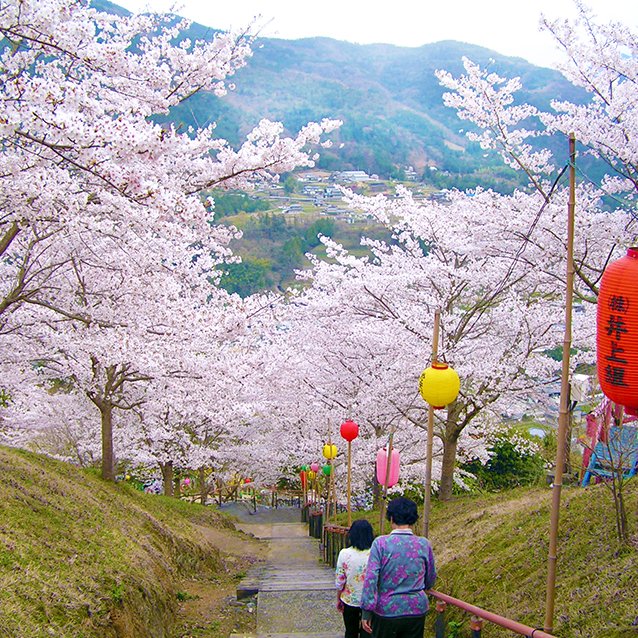 於安パーク（千本桜）