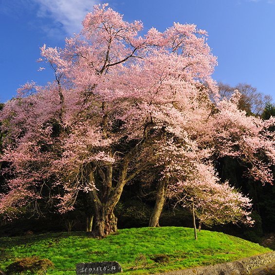 The Edogihan Sakura
