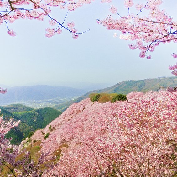 八百萬神之御殿の桜