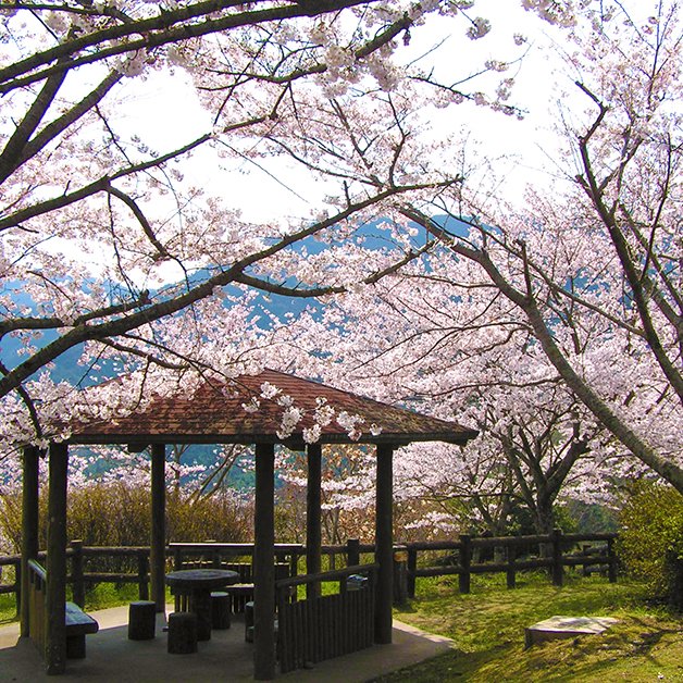 丸山公園の桜
