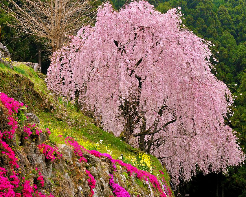 川井峠のしだれ桜｜スポット・体験｜四国のおすすめ観光・旅行