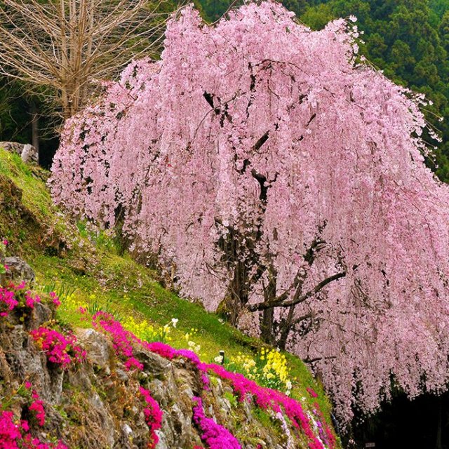 川井峠のしだれ桜