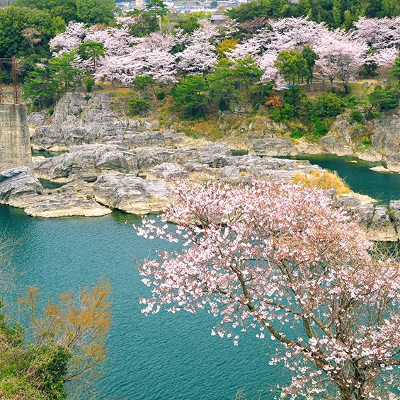 美濃田の淵の桜