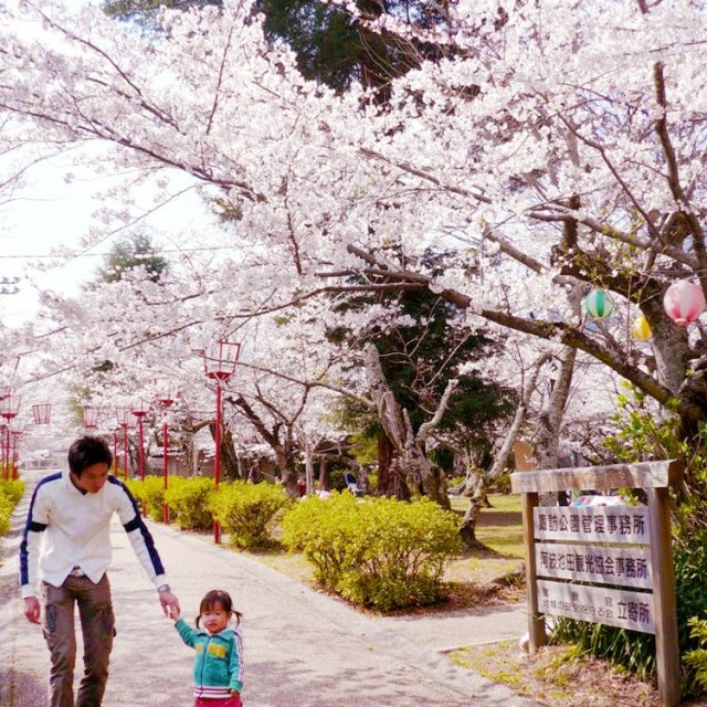 池田諏訪公園の桜
