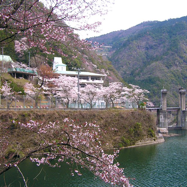 田尾城址の桜