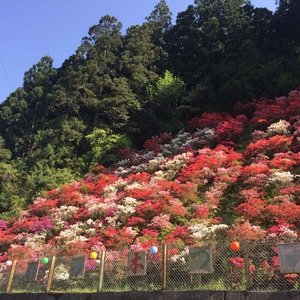 落合の千本つつじ