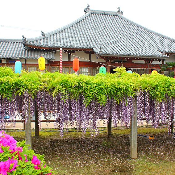 地福寺のふじ