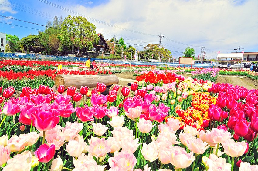 チューリップ  北島チューリップ公園｜スポット・体験｜四国のおすすめ観光・旅行情報