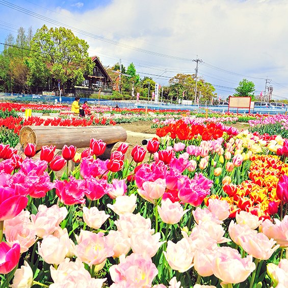 北島チューリップ公園