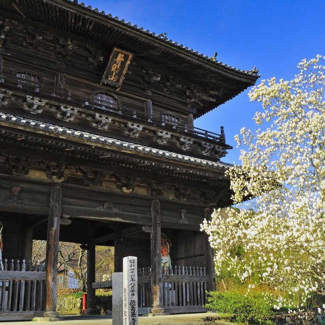 熊谷寺のハクモクレン