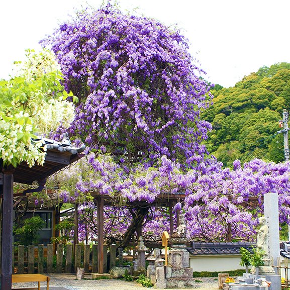 神光寺ののぼり藤