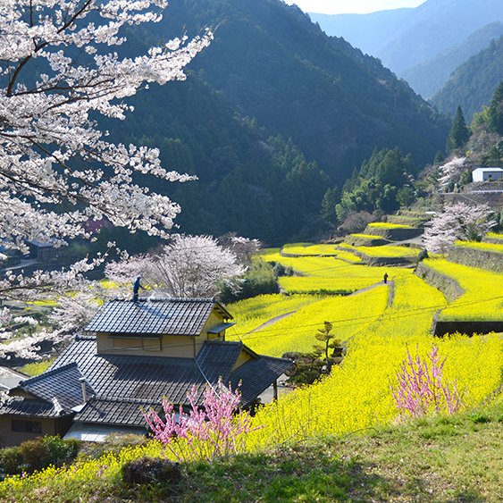 大久保の菜の花