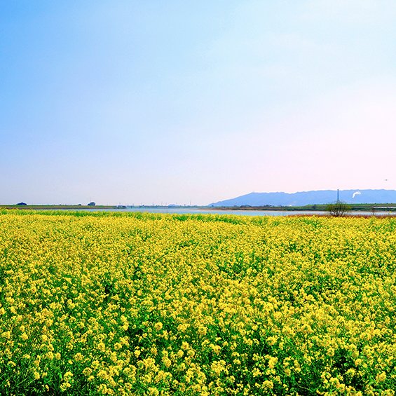 吉野川堤防沿いの菜の花