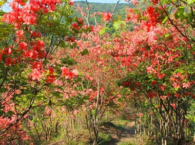 静かな存在感。山採りミツバツツジ。 静かな存在感。山採りミツバツツジ。
