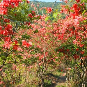 山つつじの里萩生のオンツツジ・ミツバツツジ