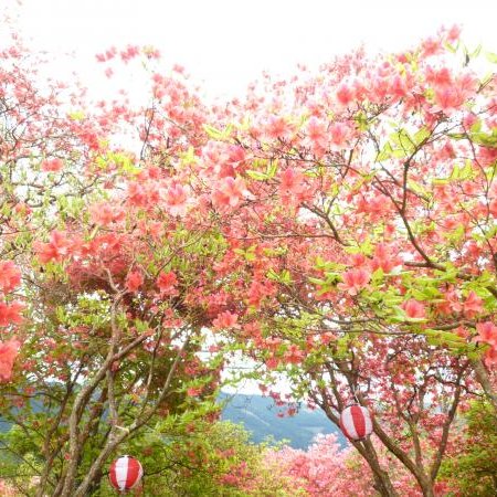 田尾城址のつつじ