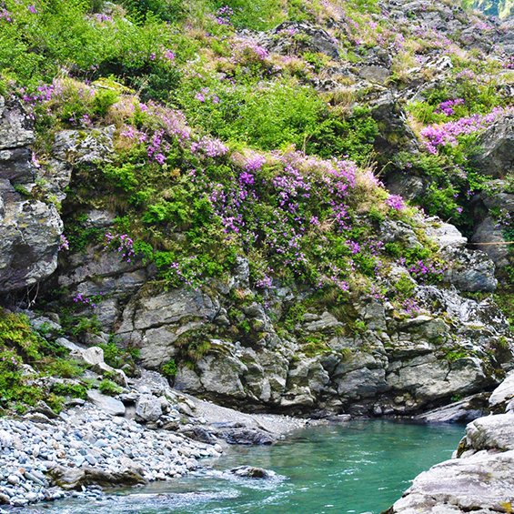 大歩危峡の岩つつじ