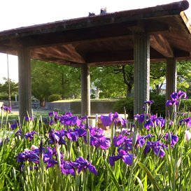 助任緑地の花しょうぶ