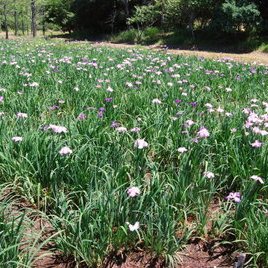 南阿波ピクニック公園の花菖蒲