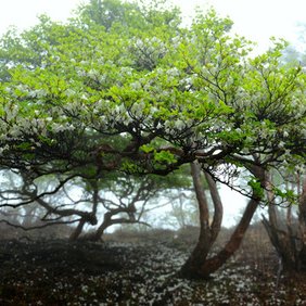 ゴヨウツツジ（シロヤシオ）