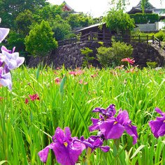 寺町公園の花菖蒲