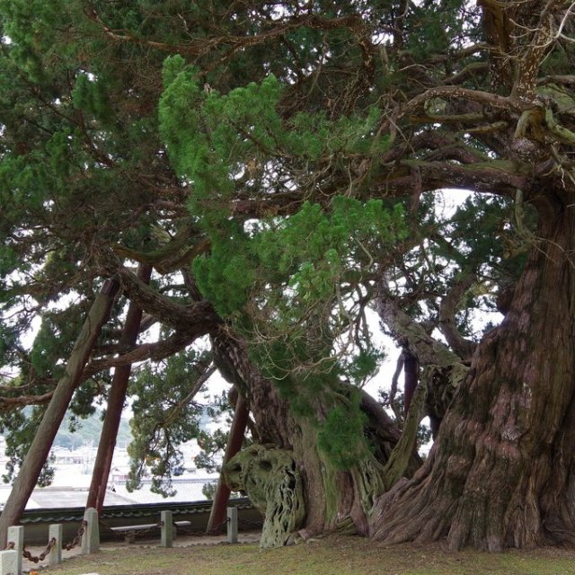 Arbre shinpaku dans le temple Hoshoin