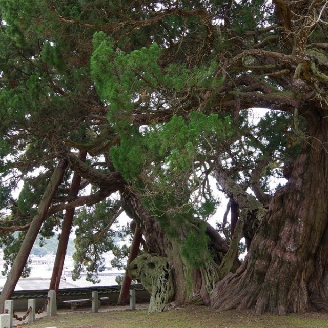 Shinpaku tree in Hoshoin temple