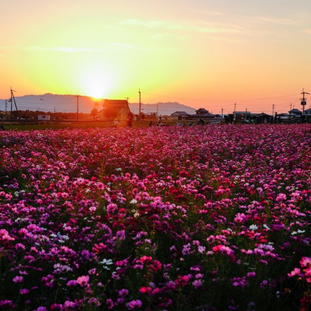 Minara's flower fields (Rape Blossom Festival, Cosmos Festival)