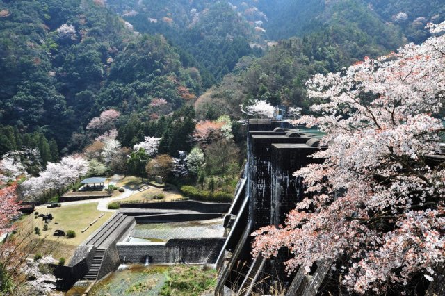 豊稔池堰堤（アーチダム）