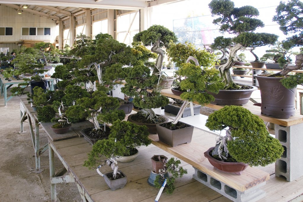 植木　　盆栽 美と調和 清香園銘品陳列集 植木 盆栽 美と調和 清香園銘品陳列集 清香園計画 / SEIKOU-EN