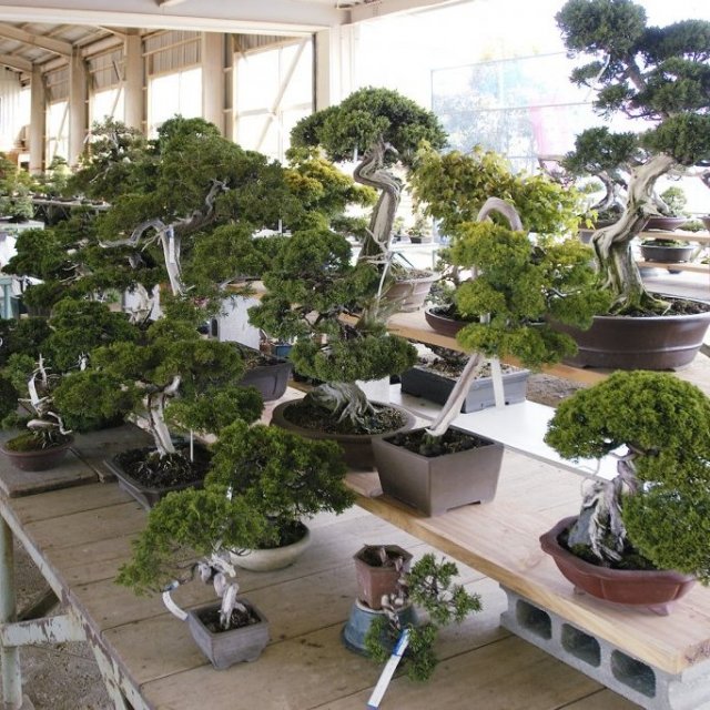 Centre de culture du bonsaï