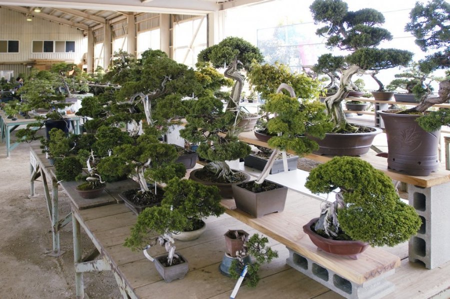 Bonsai Curtivation area｜What to See & Do｜Tourism SHIKOKU