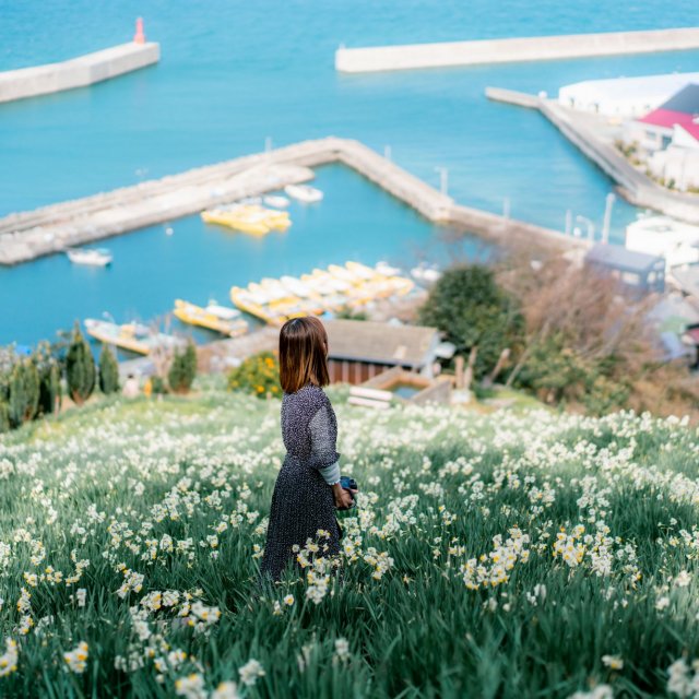 水仙花開道