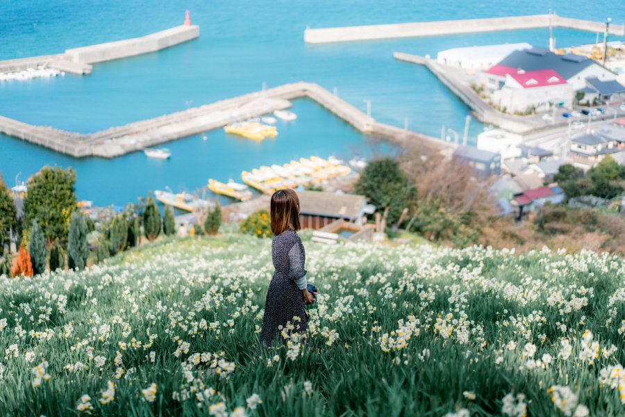 水仙花開道 觀光 Tourism Shikoku