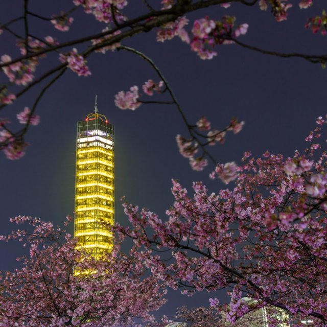 宇多津 河津桜