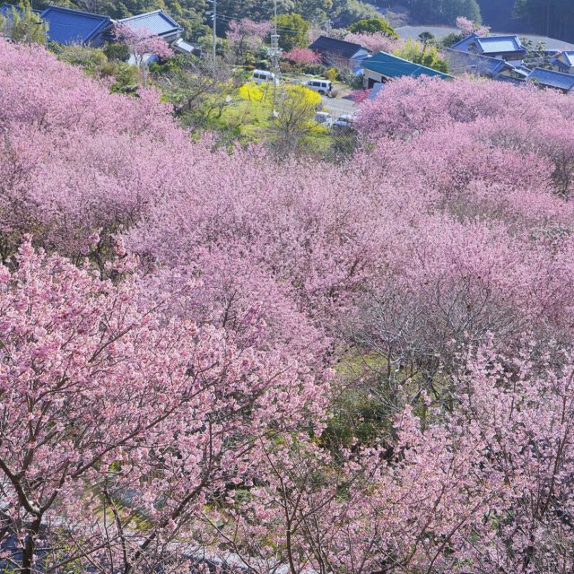 Yukiwari Sakura