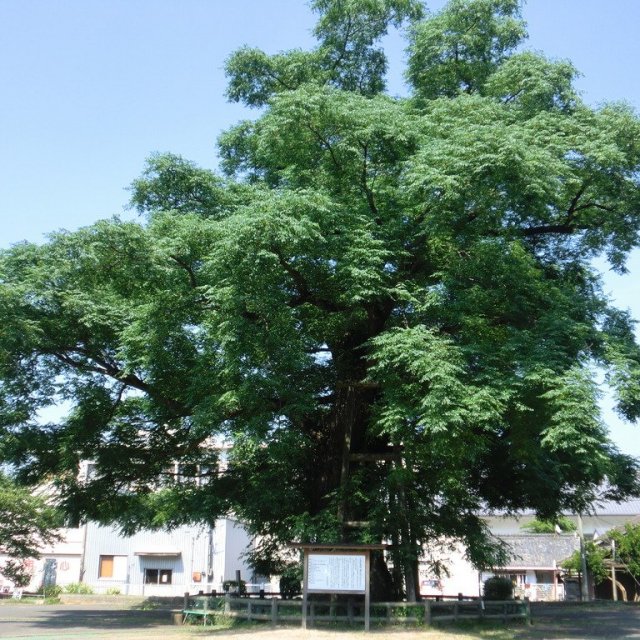 大センダン