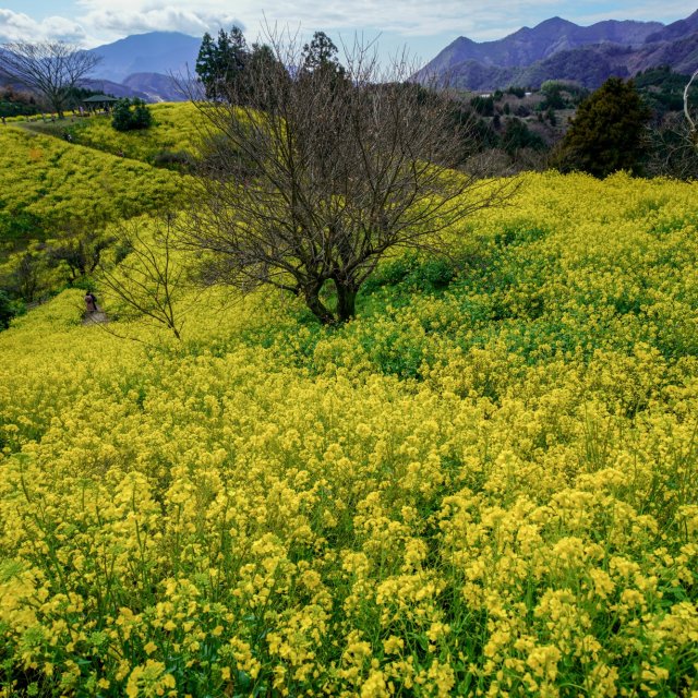 Yellow Flower Field