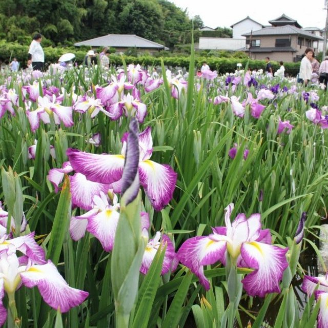 かわつ花菖蒲園
