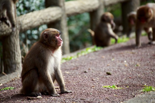 Kashiwa, Okinoshima & Uguru islands