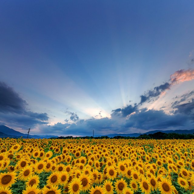 Sunflower fields on Zennyuji-to island