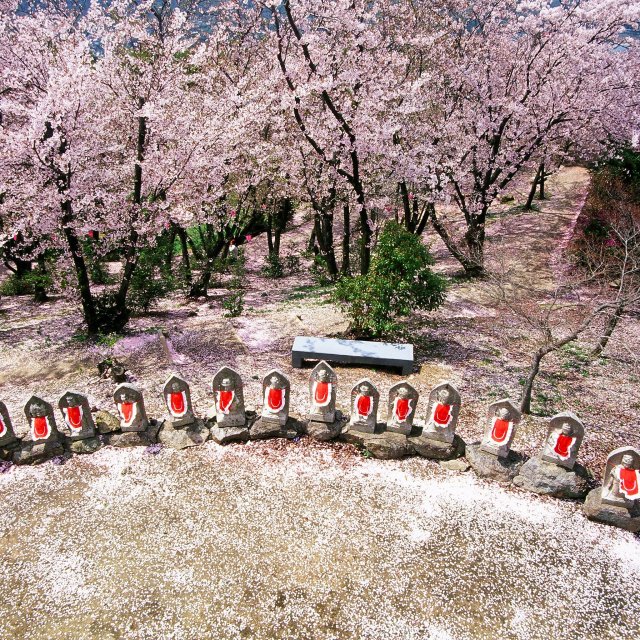 Hakata Island in The Color of Cherry Blossoms
