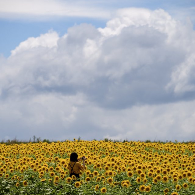 Nakayama Sunflower Field