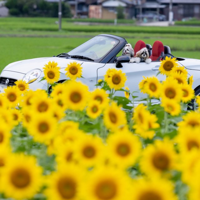 Honoyama Sunflower Field 