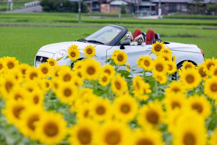 まんのう町 帆山ひまわり畑 スポット 体験 四国のおすすめ観光 旅行情報 公式 ツーリズム四国