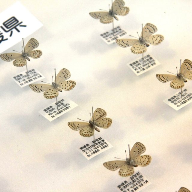 ギャラリーちょうちょ島館