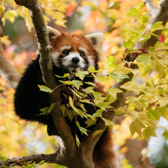 香南市　高知県立のいち動物公園　レッサーパンダ